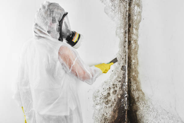 Best Emergency Mold Remediation in Williams, OR