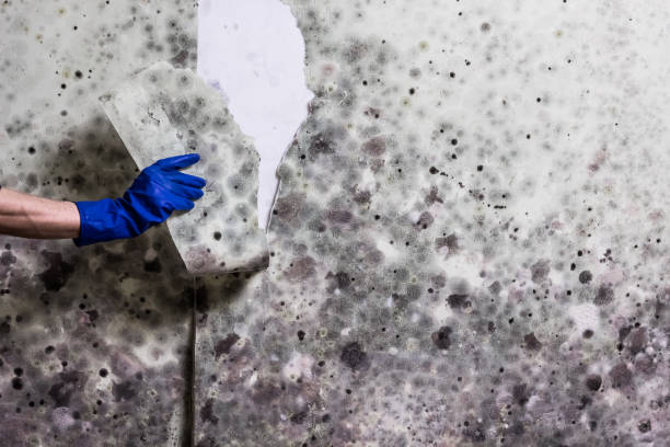 Best White Mold Remediation in Williams, OR