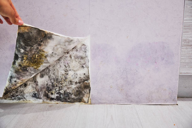 Best Basement Mold Remediation in Williams, OR